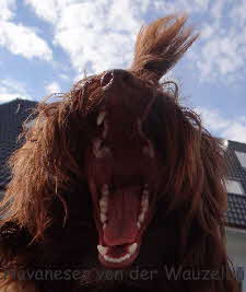 Snickers Zhne unten Havaneser Hamburg Deckruede