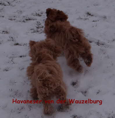 Havaneser von der Wauzelburg Havaneser Hamburg Tschuess