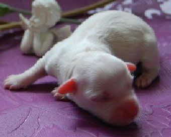 Welpen B-Wurf 064 (2)