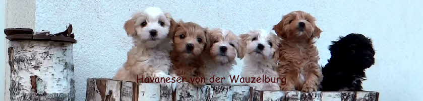 header Havaneser Hamburg Havaneser vn der Wauzelburg