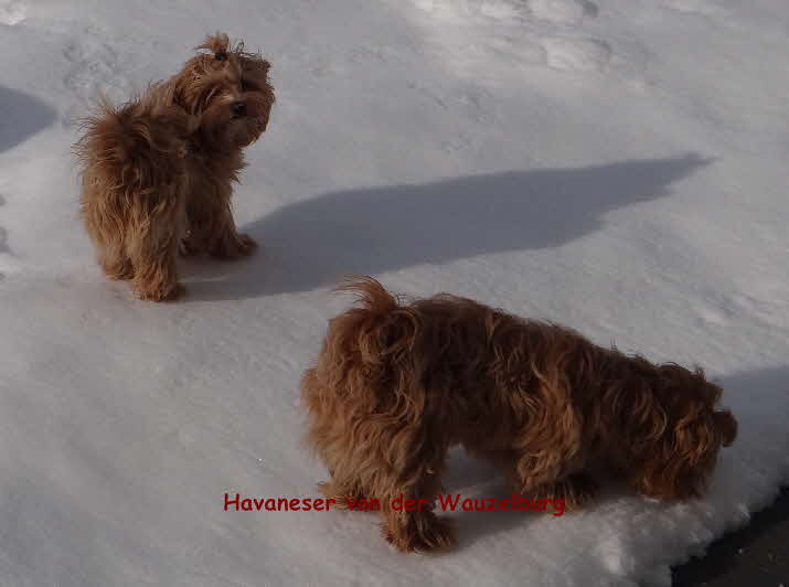 red Havaneser Jipsie und Joy von der Wauzelburg Havaneser von der Wauzelburg Havaneser Hamburg