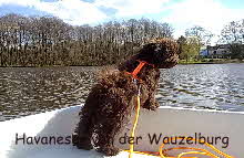 Havaneser von der Wauzelburg Havaneser Hamburg red chocolate wenn ich gross bin werd ich Kapitn Havaneser Hamburg Havaneser vn der Wauzelburg