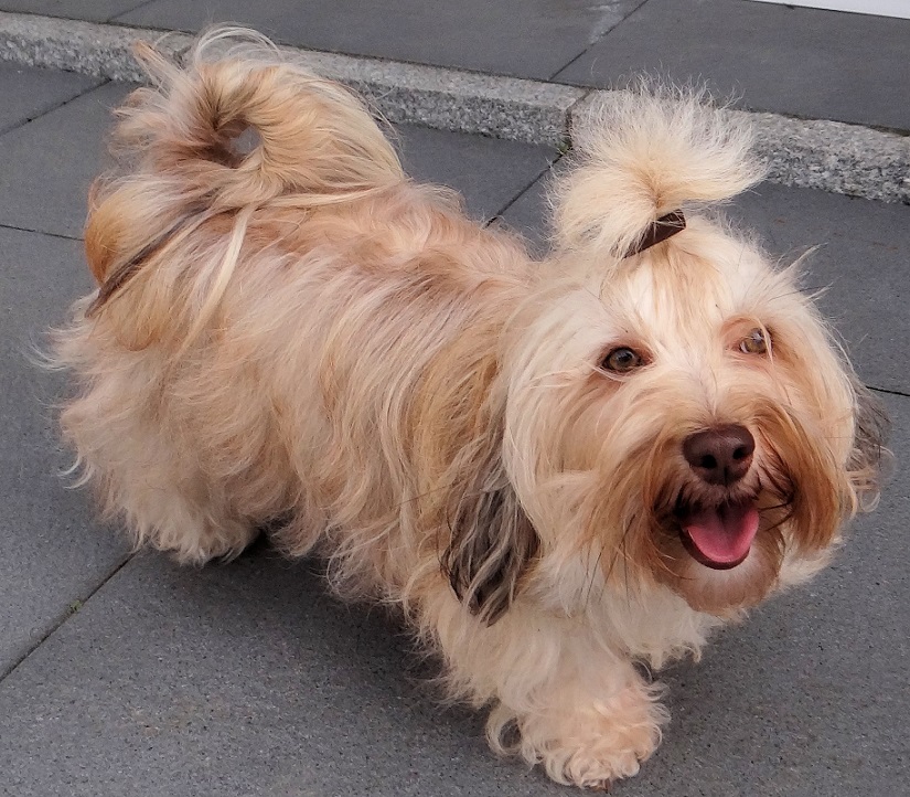 braun weier Kandiszucker von der Wauzelburg