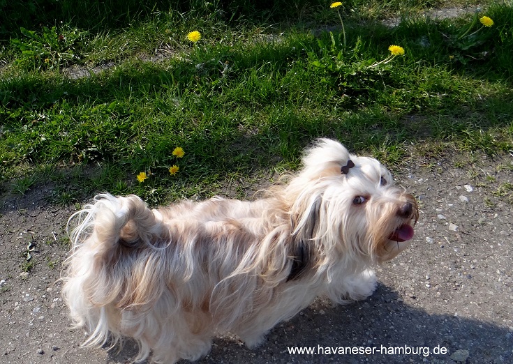 chocolate Havaneser Welpen Kandis