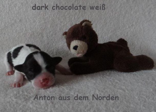 chocolate Havaneser Welpen Wurf Deckrde Havaneser Hamburg Snickers 1 (2)
