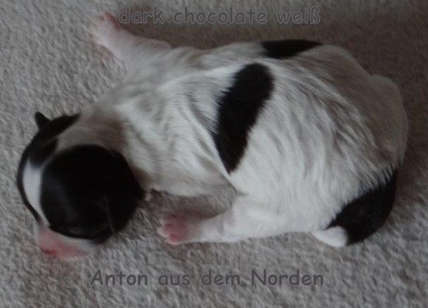 chocolate Havaneser Welpen Wurf Deckrde Havaneser Hamburg Snickers 2 (2)