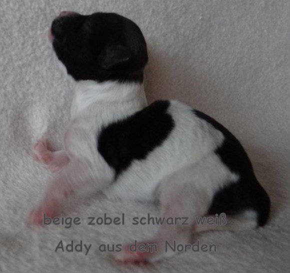 chocolate Havaneser Welpen Wurf Deckrde Havaneser Hamburg Snickers 5 (2)