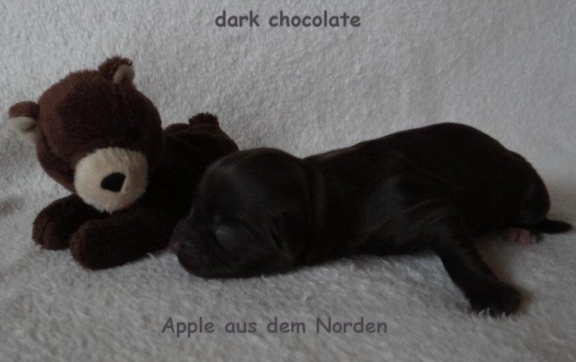 chocolate Havaneser Welpen Wurf Deckrde Havaneser Hamburg Snickers 7 (2)