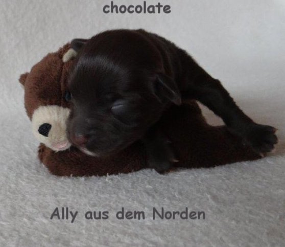 chocolate Havaneser Welpen Wurf Deckrde Havaneser Hamburg Snickers 8 (2)