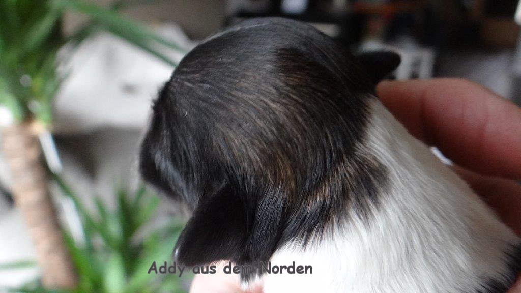 chocolate Havaneser Welpen Wurf Deckrde Havaneser Hamburg Snickers 9 (2)