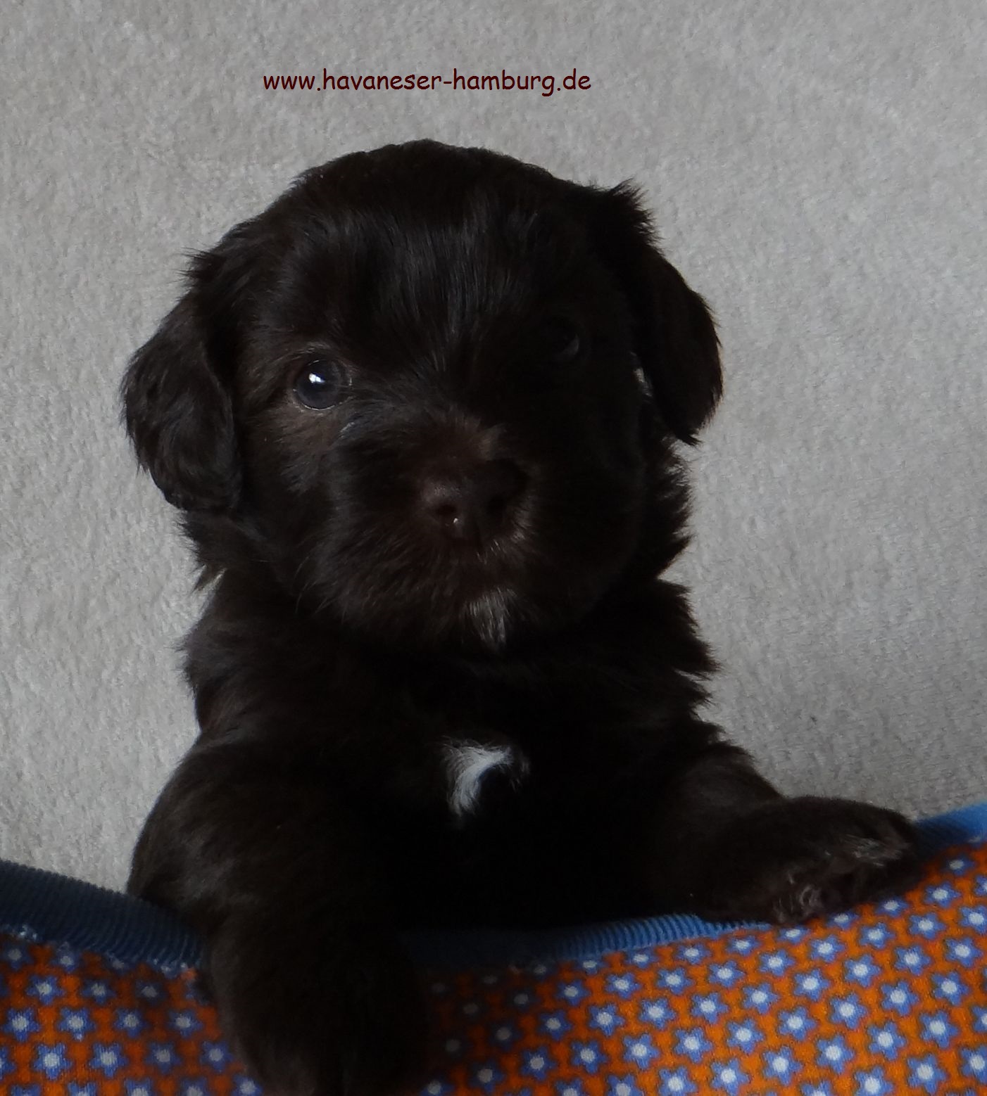 chocolate Welpe Havaneser Hamburg von Snickers 4 Wo.