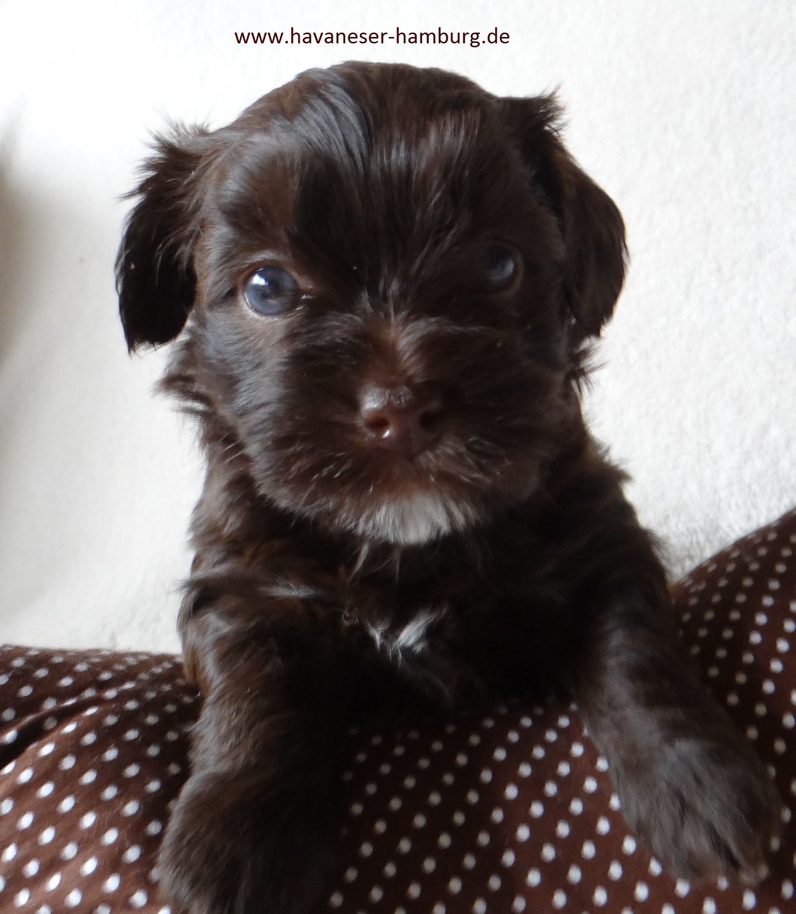 chocolate Welpen Havaneser Hamburg 4 Wo Welpe von Snickers
