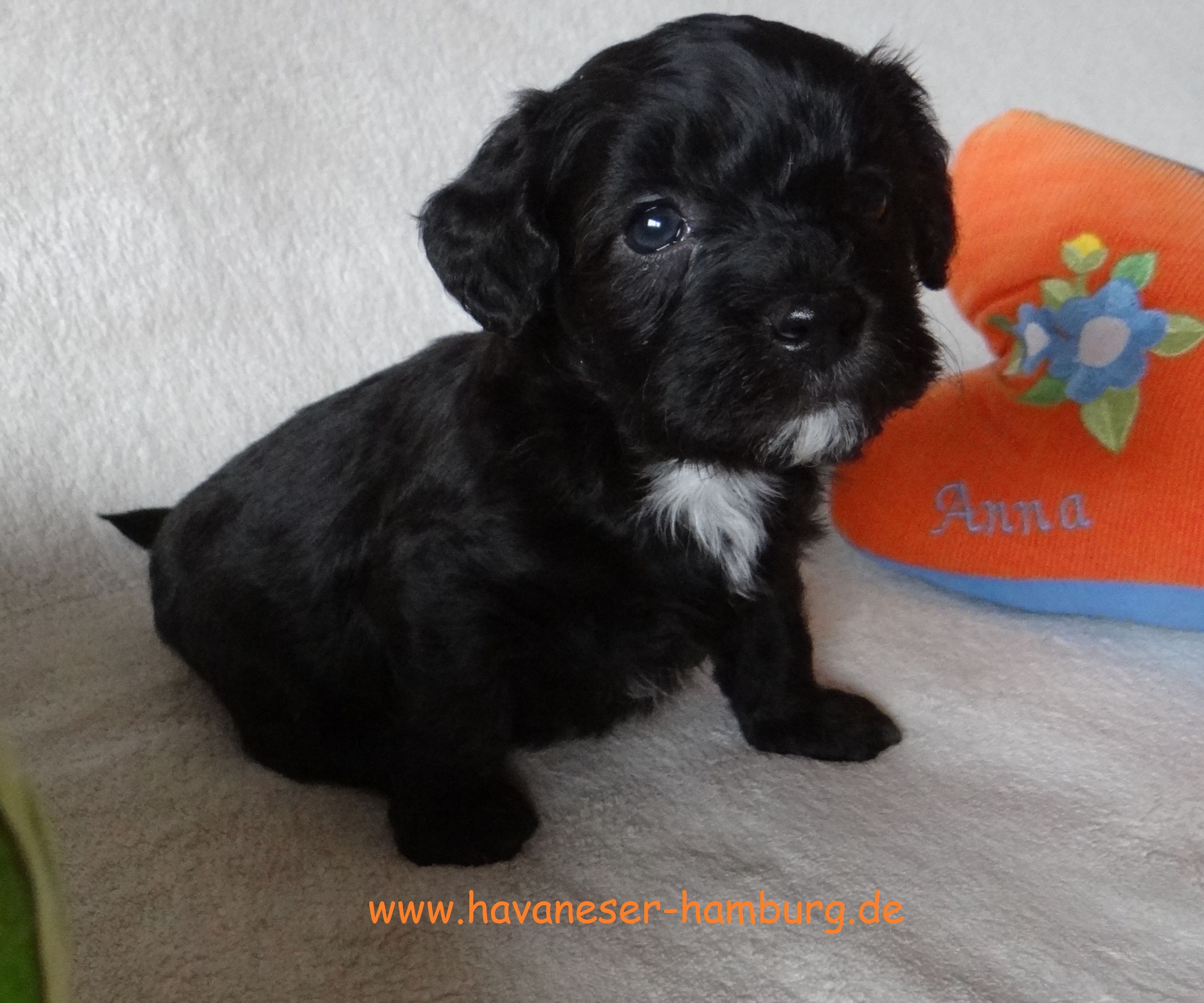 chocolate havaneser hamburg chocolate Welpen von Snickers Ajoschi