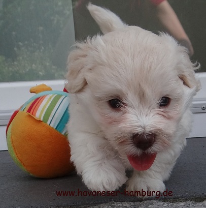 havaneser Hamburg 5 Wo wei dark schoko Pigment