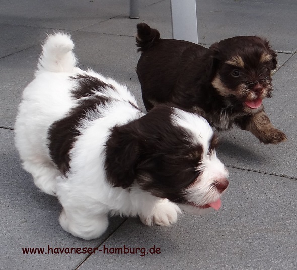 havaneser Hamburg Wettrennen 2