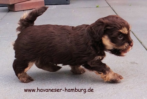 havaneser hamburg 5 Wochen Schoko tan