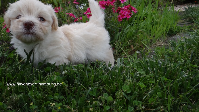 havaneser hamburg Manuka 5 Wo Blumen