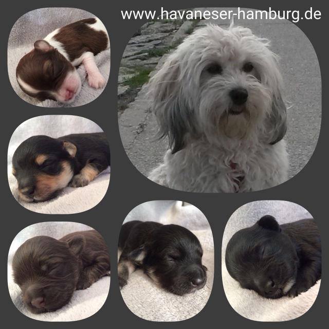 havaneser hamburg Welpen von Emmi