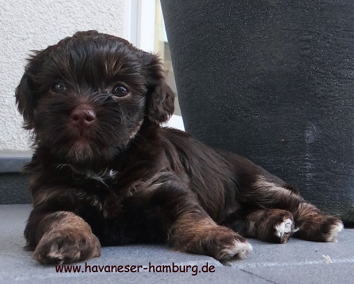 havaneser hamburg schoko tan wei 5 Wo