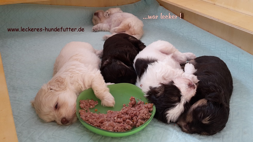 leckeres Hundefutter